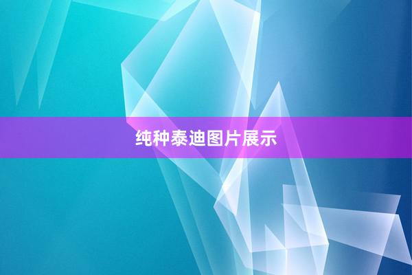 纯种泰迪图片展示
